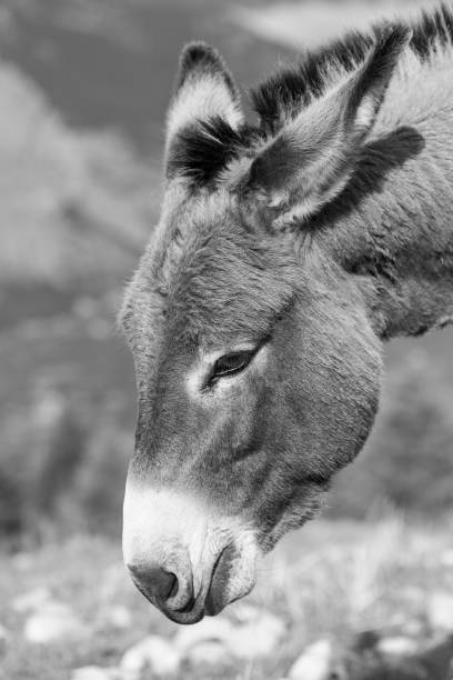 istock Portrait of a donkey 932289102
