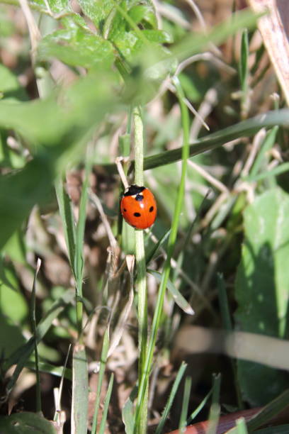 istock cute ladybird in green grass 932289438