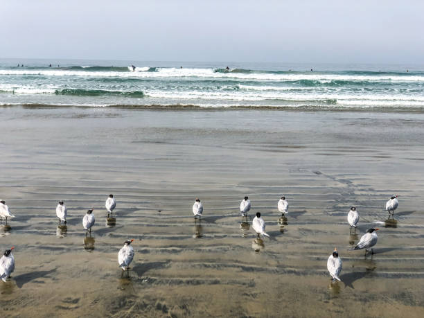 A sea gull flying over Lovers Point park in Monterey, California