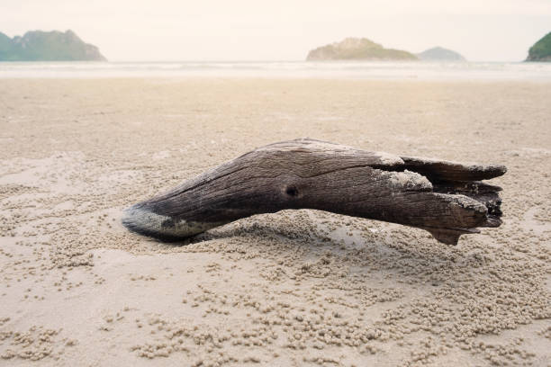 istock Close up grunge and old log on the beach 932289576
