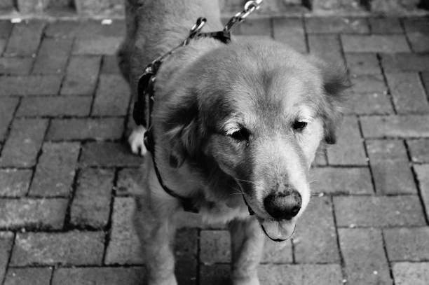istock Happy Dog on a Walk 932290016