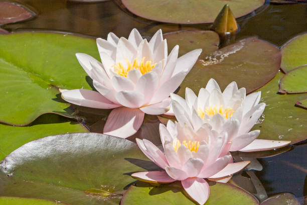 istock water lilies on lonely forest pond 932294558