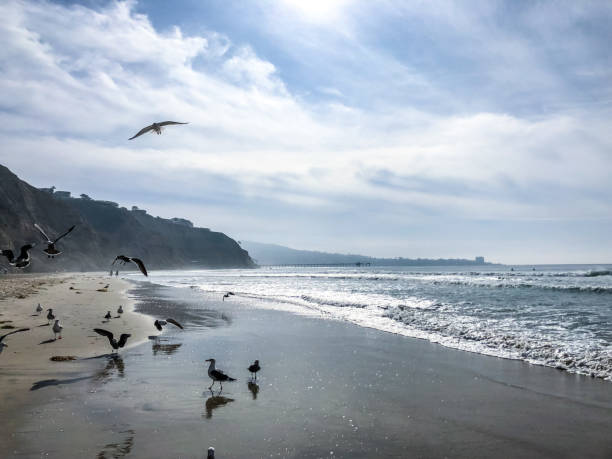 Seagull walking by the ocean