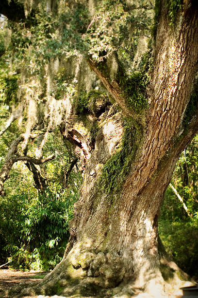 Oak Tree stock photo