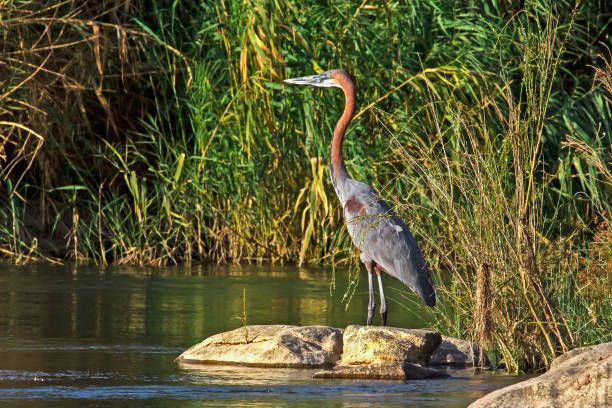 istock Goliath Heron fishing 932297862