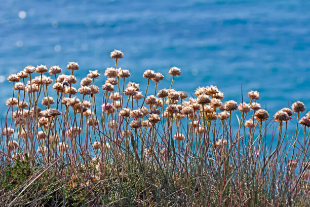 istock Wildflowers silhouetted against sea 932297868