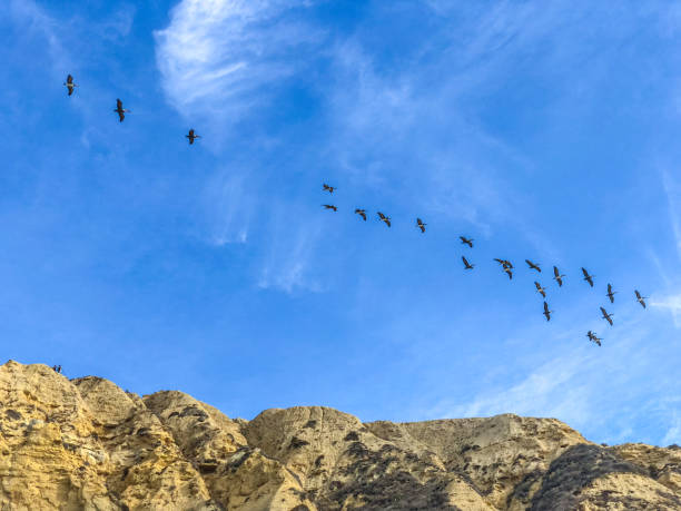 istock Pelicans flying over La Jolla Beach, California, USA 932297960
