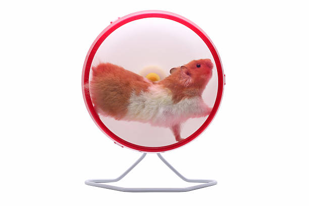 Hamster running on an exercise wheel stock photo