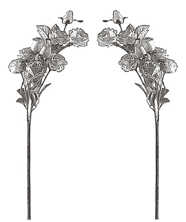 Engraving of a Rose Floral frame with copy space