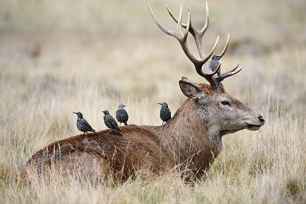 starlings auf der rückseite der rothirsch hirsch - symbiose stock-fotos und bilder