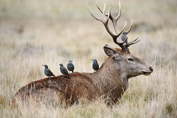 Starlings on the back of a red deer stag  symbiotic relationship stock pictures, royalty-free photos & images