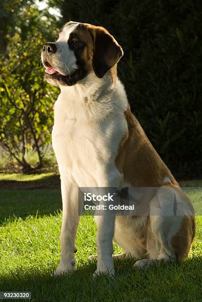 Foto de São Bernardo e mais fotos de stock de São Bernardo - São Bernardo, Animal, Animal de estimação