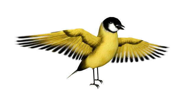istock 3D rendering songbird goldfinch on white 932303374