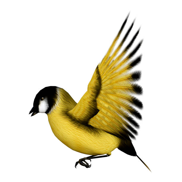istock 3D rendering songbird goldfinch on white 932303380