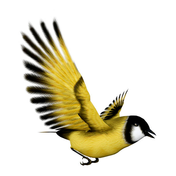 chardonneret de songbird de rendu 3d sur blanc - chardonneret élégant photos et images de collection
