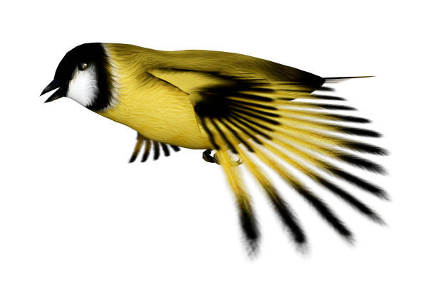 Dark green white-eye birds in the forest comb their feathers together