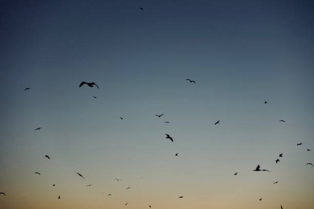 istock Sunset over İstanbul - seagulls flying 932303406