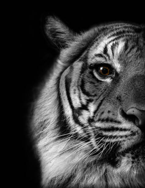 Eye Of The Tiger Stock Photo - Download Image Now - Tiger, Black And White, Photography - iStock Eye Of The Tiger Stock Photo - Download Image Now - Tiger, Black And White, Photography - iStock