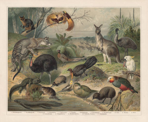 illustrazioni stock, clip art, cartoni animati e icone di tendenza di fauna selvatica australiana, litografia, pubblicata nel 1897 - animale estinto