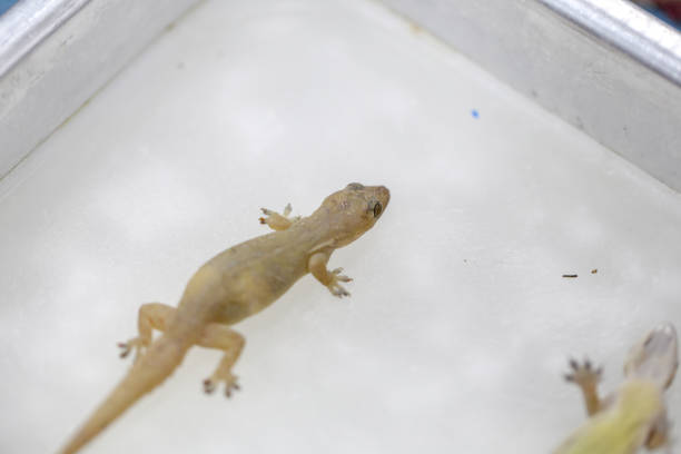 istock Finding parasites in samples animals for education in laboratory. 932310756