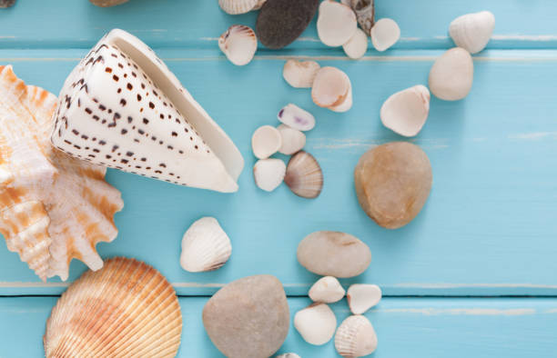 istock Seashells on blue wood, sea vacation background 932311618