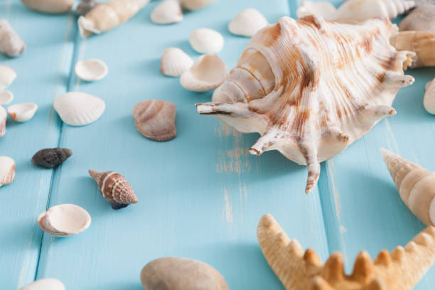 istock Seashells on blue wood, sea vacation background 932312222