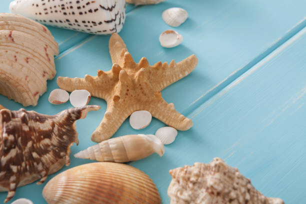 istock Seashells on blue wood, sea vacation background 932314140