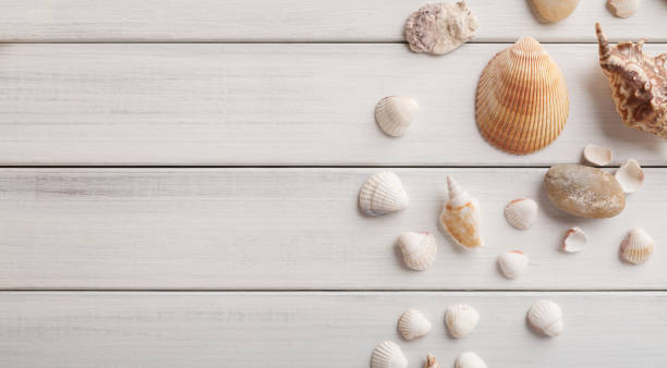 istock Seashells on white wood, sea vacation background 932314238