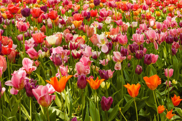 istock the blossoming of tulips in a park 932318632