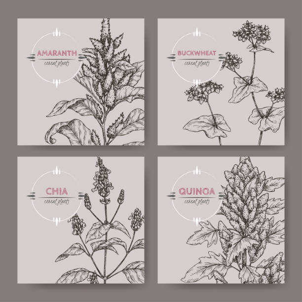 Set of four banners with amaranth, quinoa, chia and buckwheat sketch. Cereal plants collection. Set of four banners with amaranth, quinoa, chia and buckwheat sketch. Cereal plants collection. Great for bakery, agriculture, farming design. buckwheat stock illustrations
