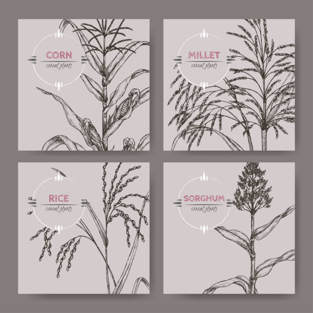 Set of four banners with Asian rice, Proso millet, corn and sorghum sketch. Set of four banners with Asian rice, Proso millet, corn and sorghum sketch. Cereal plants collection. Great for bakery, agriculture, farming design. oryza stock illustrations
