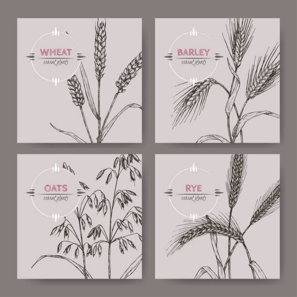 illustrazioni stock, clip art, cartoni animati e icone di tendenza di set di quattro banenrs con pane, segale, orzo e schizzi d'avena. raccolta piante di cereali. - oat farm grass barley