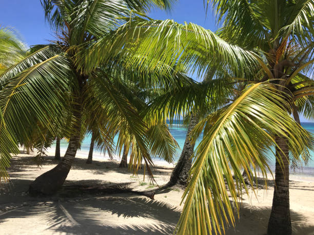 istock Palm trees of Isla Saona 932325858
