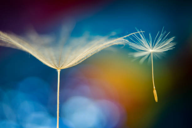 Lady Sings The Blues Macro capture of dandelion seeds arranged against a defocused vibrant background. levitation stock pictures, royalty-free photos & images