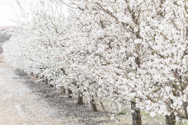 istock Almond trees in blossom in spring 932335246