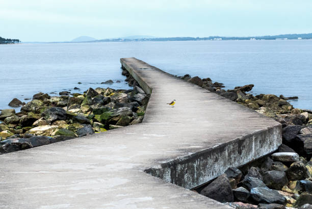 istock Lonely Yellow bird at the middle of a bay 932335538