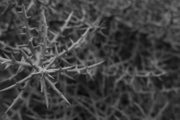 istock Abstract black and white background. Close up green tree branches full of sharp thorns. Shallow depth of field. 932339950