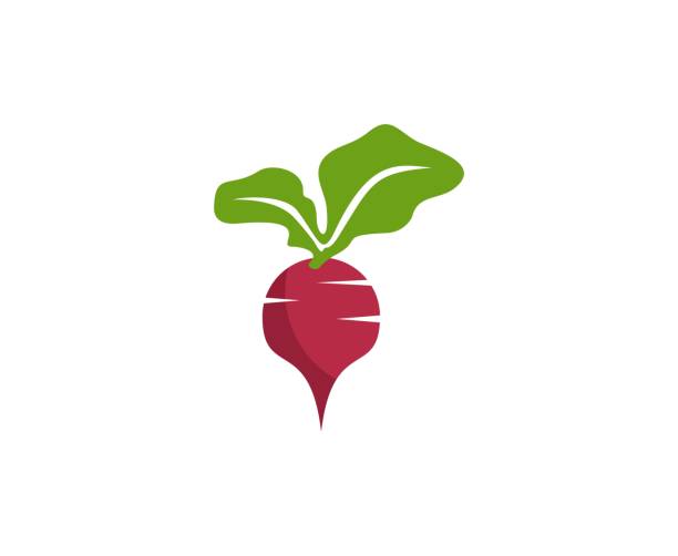 illustrazioni stock, clip art, cartoni animati e icone di tendenza di icona della barbabietola da zucchero - beet common beet isolated sugar beet