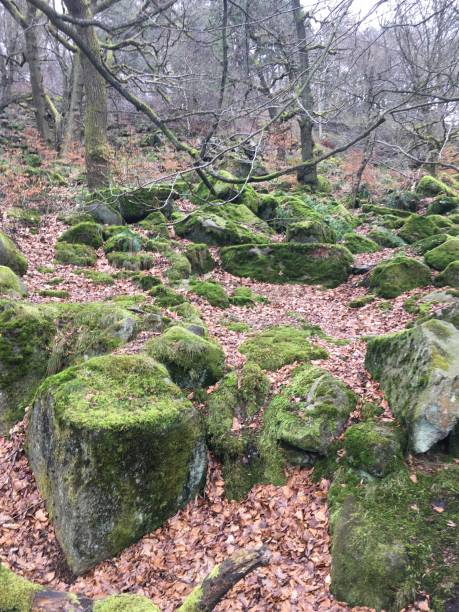 istock Moss covered boulder in winter woodland 932346060