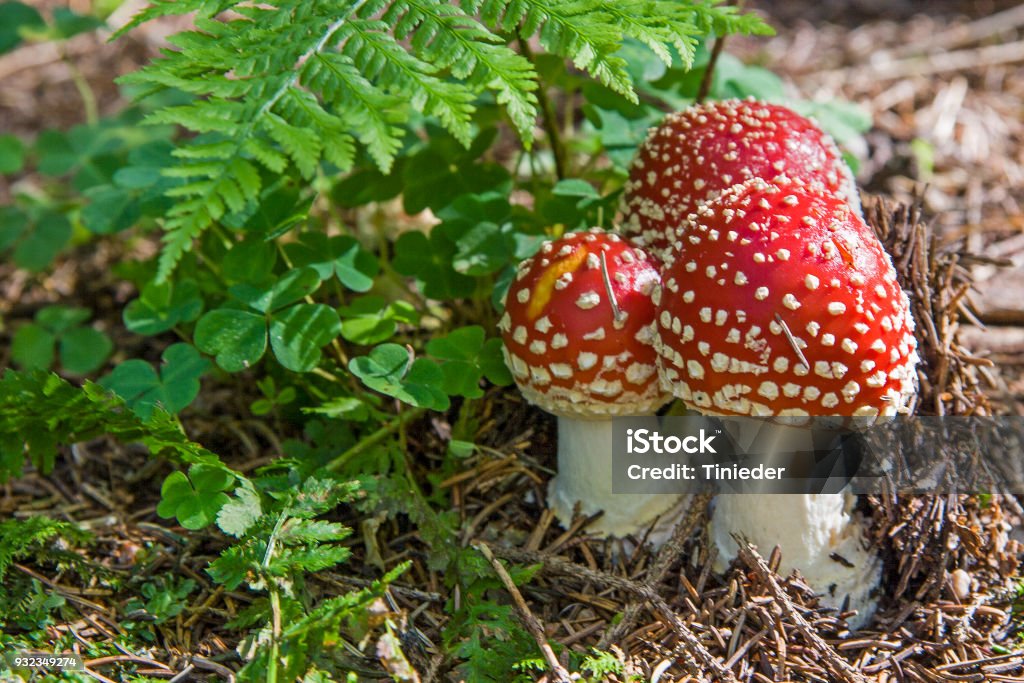 화려한 버섯 트리오 독버섯에 대한 스톡 사진 및 기타 이미지 - 독버섯, 버섯, 사진-이미지 - Istock