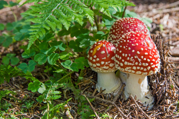 Colorful mushroom trio - three toadstools standing at the edge of the forest