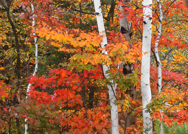 istock Autumn in New Hampshire woods 932349534