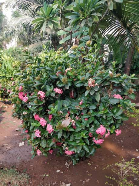 istock Flower blooming in garden 932349696