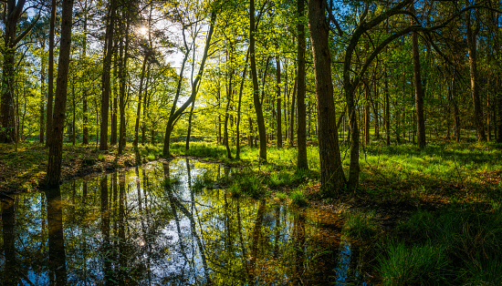 Idyllic sunlit glade green forest foliage reflecting woodland pool panorama
