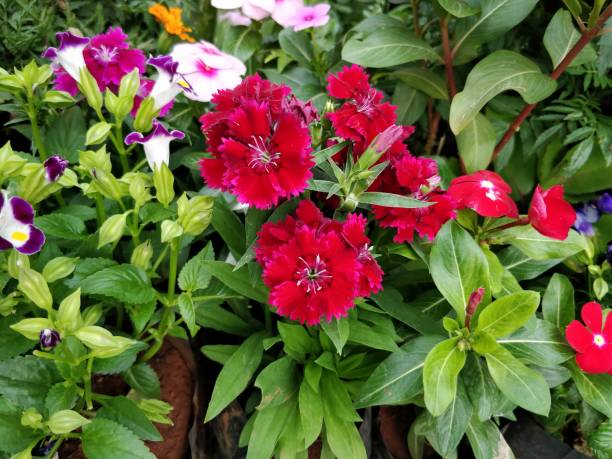 istock Flower blooming in garden 932350150