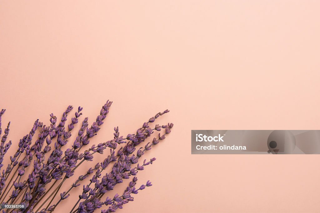 Ramitas de lavanda flores dispuestas en el borde inferior sobre fondo de color rosa sólido. Semana Santa de la madre día boda bienestar cosméticos concepto. Estilo minimalista. Sitio web Banner plantilla copia espacio - Foto de stock de Flor libre de derechos