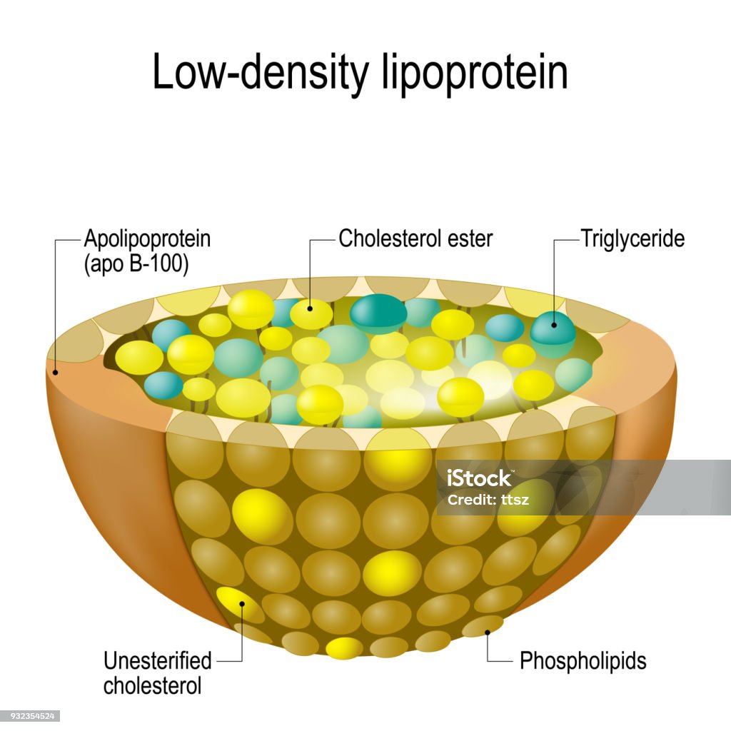Estrutura da lipoproteína de baixa densidade (LDL). colesterol ruim - Vetor de Lipoproteína royalty-free
