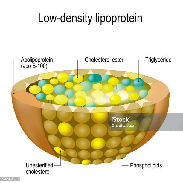 Vetores de Estrutura Da Lipoproteína De Baixa Densidade Colesterol Ruim e mais imagens de Lipoproteína