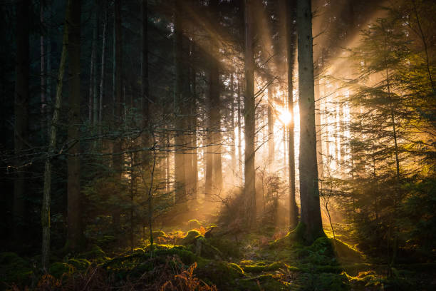 istock Golden rays of light streaming through tranquil woodland forest glade 932354576