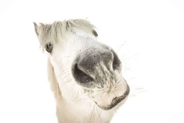 portrait d’un cheval blanc drôle - horse animal head laughing animal photos et images de collection